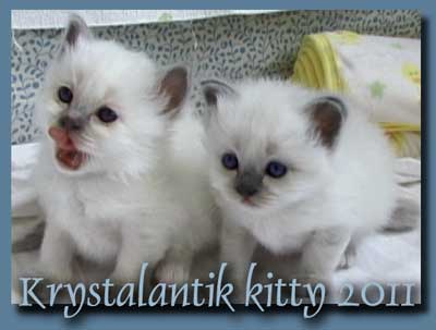 Cappuccino Krystalantik 2005