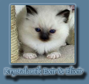 Krystalantik Kitty 2008 