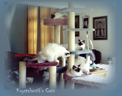 Krystalantik's Living Room photo Sima