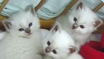 3 Lilac Kitties of Krystalantik 2005