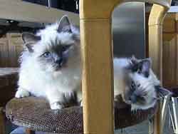 Oscar and Iris Krystalantik photo Sima