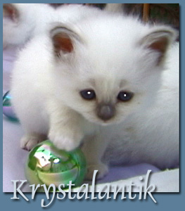 Cappuccino Krystalantik 2005