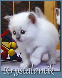 Creme Caramel  Krystalantik 2005