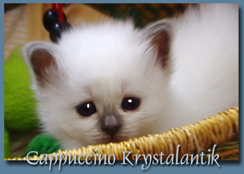 Cappuccino Krystalantik 2005
