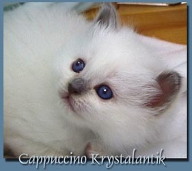 Cappuccino Krystalantik 2005