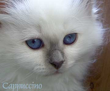 Cappuccino Krystalantik 2005