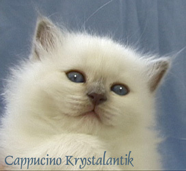 Cappuccino Krystalantik 2005
