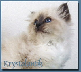 Coco Chanel Krystalantik 2005