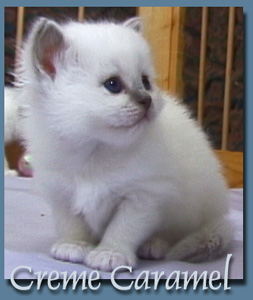 Creme Caramel  Krystalantik 2005