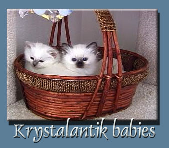 Krystalantik Kitties 