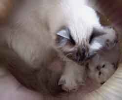 Iris with her kitties Photo Sima