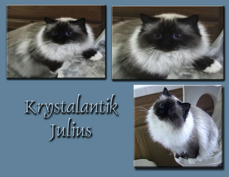 Krystalantik Julius