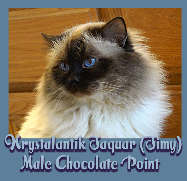Krystalantik Jimy