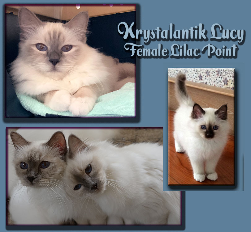 Krystalantik Lucy